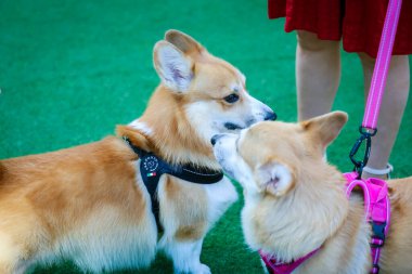 Genç ve tatlı bir Galli Corgi Pembroke köpeği çimlerin üzerinde oturur, dilini uzatarak bu beyaz ve kahverengi köpek arkadaşının tapılası özünü yakalar.
