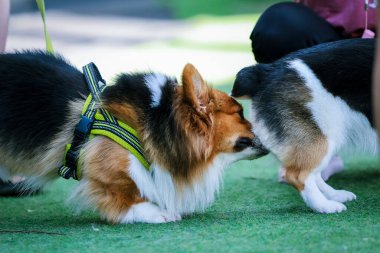 Genç ve tatlı bir Galli Corgi Pembroke köpeği çimlerin üzerinde oturur, dilini uzatarak bu beyaz ve kahverengi köpek arkadaşının tapılası özünü yakalar.