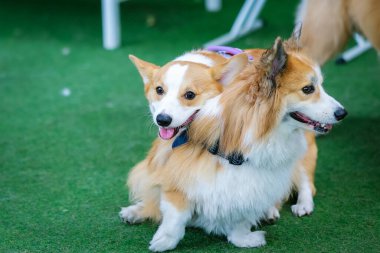 Genç ve tatlı bir Galli Corgi Pembroke köpeği çimlerin üzerinde oturur, dilini uzatarak bu beyaz ve kahverengi köpek arkadaşının tapılası özünü yakalar.