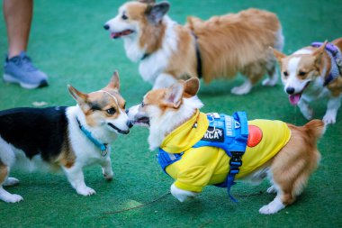Genç ve tatlı bir Galli Corgi Pembroke köpeği çimlerin üzerinde oturur, dilini uzatarak bu beyaz ve kahverengi köpek arkadaşının tapılası özünü yakalar.