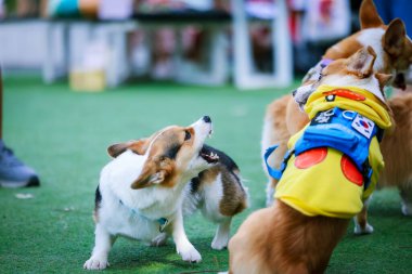 Genç ve tatlı bir Galli Corgi Pembroke köpeği çimlerin üzerinde oturur, dilini uzatarak bu beyaz ve kahverengi köpek arkadaşının tapılası özünü yakalar.