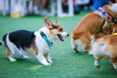 Genç ve tatlı bir Galli Corgi Pembroke köpeği çimlerin üzerinde oturur, dilini uzatarak bu beyaz ve kahverengi köpek arkadaşının tapılası özünü yakalar.