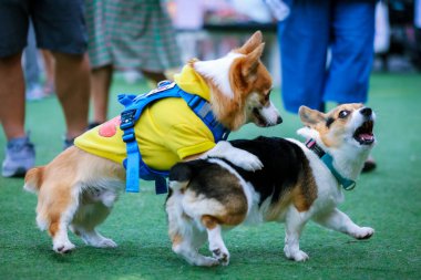 Genç ve tatlı bir Galli Corgi Pembroke köpeği çimlerin üzerinde oturur, dilini uzatarak bu beyaz ve kahverengi köpek arkadaşının tapılası özünü yakalar.