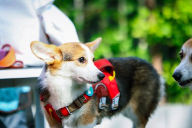 Genç ve tatlı bir Galli Corgi Pembroke köpeği çimlerin üzerinde oturur, dilini uzatarak bu beyaz ve kahverengi köpek arkadaşının tapılası özünü yakalar.