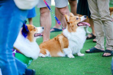 Genç ve tatlı bir Galli Corgi Pembroke köpeği çimlerin üzerinde oturur, dilini uzatarak bu beyaz ve kahverengi köpek arkadaşının tapılası özünü yakalar.