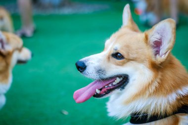 Sevimli beyaz ve kahverengi köpek yavrusu, Galli Corgi Collie karışımı, dilini uzatıyor, sevimli bir ev arkadaşının izole edilmiş portresi.