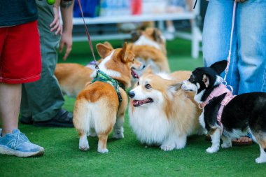 Genç ve tatlı bir Galli Corgi Pembroke köpeği çimlerin üzerinde oturur, dilini uzatarak bu beyaz ve kahverengi köpek arkadaşının tapılası özünü yakalar.