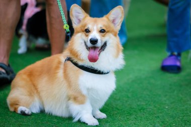 Sevimli beyaz ve kahverengi köpek yavrusu, Galli Corgi Collie karışımı, dilini uzatıyor, sevimli bir ev arkadaşının izole edilmiş portresi.