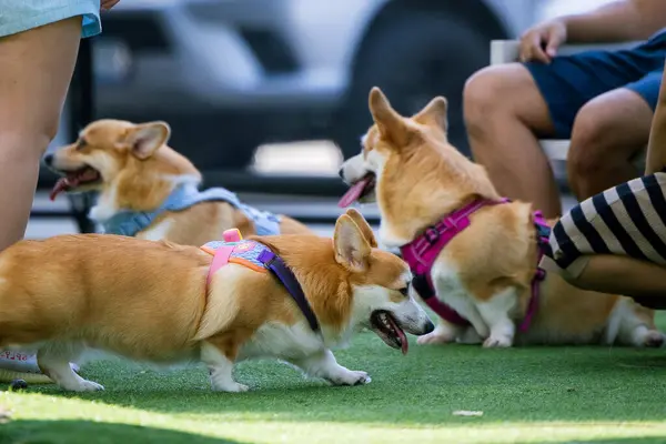 Sevimli Galli Corgi Yavrusu Arkadaşlarıyla Park Gezintisinin Tadını Çıkartıyor