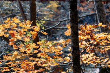 Jozankei Onsen Resort 'un sonbahar manzarası, otellerin ve geleneksel Ryokan' ın sonbahar renkleriyle çevrili olduğu ünlü bir kaplıca..