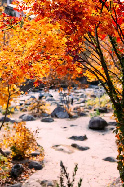 Jozankei Onsen Resort 'un sonbahar manzarası, otellerin ve geleneksel Ryokan' ın sonbahar renkleriyle çevrili olduğu ünlü bir kaplıca..