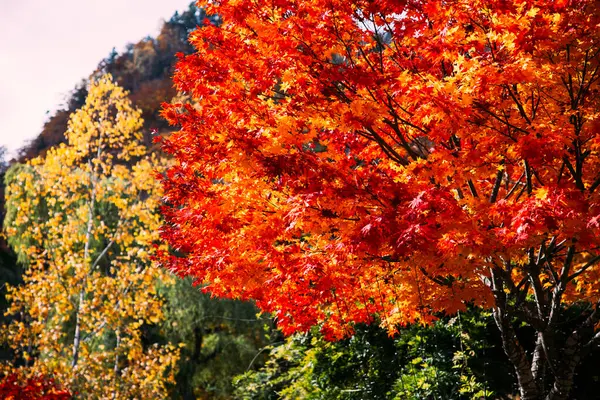 Осенний Пейзаж Jozankei Onsen Resort Известный Горячий Источник Отелями Традиционной Стоковая Картинка
