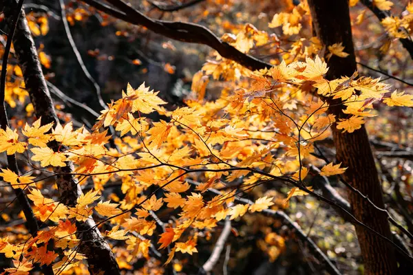 Осенний Пейзаж Jozankei Onsen Resort Известный Горячий Источник Отелями Традиционной Лицензионные Стоковые Фото