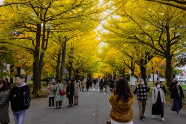 Hokkaido Üniversitesi, Sapporo, Hokkaido, Japonya - 29 Ekim 2023: Sonbahar akçaağaç ve ginkgo, kampüsün ana caddesi ve Hokkaido Üniversitesi 'nin yanındaki ana caddede çimlere kadar uzanır.