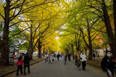 Hokkaido Üniversitesi, Sapporo, Hokkaido, Japonya - 29 Ekim 2023: Sonbahar akçaağaç ve ginkgo, kampüsün ana caddesi ve Hokkaido Üniversitesi 'nin yanındaki ana caddede çimlere kadar uzanır.