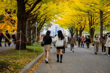 Hokkaido Üniversitesi, Sapporo, Hokkaido, Japonya - 29 Ekim 2023: Sonbahar akçaağaç ve ginkgo, kampüsün ana caddesi ve Hokkaido Üniversitesi 'nin yanındaki ana caddede çimlere kadar uzanır.