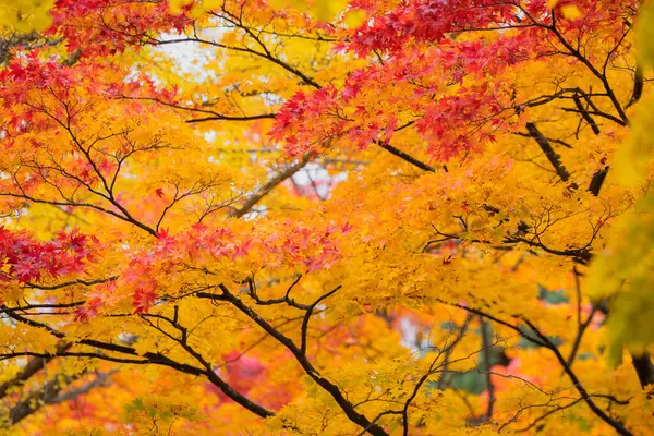 Осенний Клен Гинкго Опускают Газон Землю Главном Проспекте Вокруг Бывшего Стоковое Фото