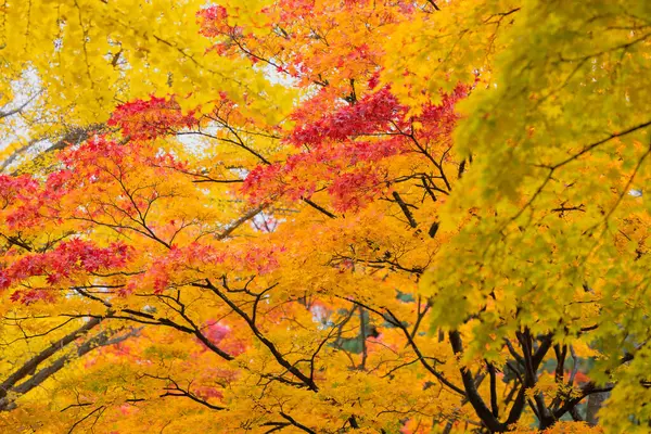 Осенний Клен Гинкго Опускают Газон Землю Главном Проспекте Вокруг Бывшего Стоковое Фото