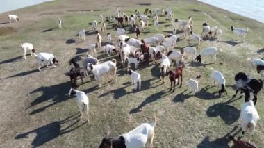4K Keçi Görüntüsü. Bir keçi sürüsü büyük bir su birikintisinin yanında besleniyordu. Yukarıdan gelen bir İHA 'nın sesiyle irkilen bir keçiye odaklanmış..
