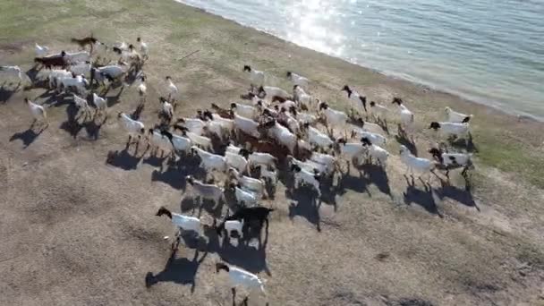 Footage Goat Herd Goats Feeding Next Large Puddle Water Shot — Stok video