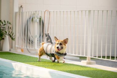 Mayo giyen Corgi yavrusu ve fizik tedavi için yüzüyorlar kliniğin havuzunda güçlü bir vücuda sahip olmak için, akşam ışığında eğleniyorlar..