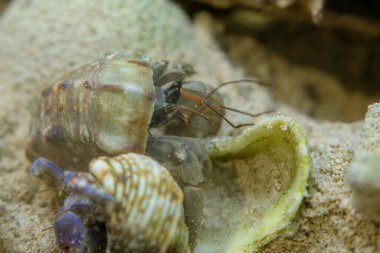 Okinawa, Japonya 'daki Okinawa Expo Park' taki Okinawa Churaumi Akvaryumu 'nun ana tankı Kuroshio Denizi' dir. Akvaryum açılırken en büyüğü oydu..