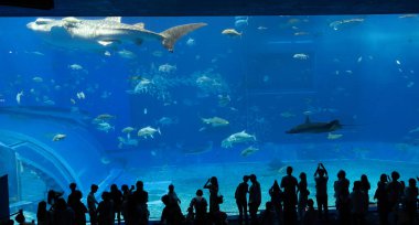Okinawa, Japonya 'daki Okinawa Expo Park' taki Okinawa Churaumi Akvaryumu 'nun ana tankı Kuroshio Denizi' dir. Akvaryum açılırken en büyüğü oydu..
