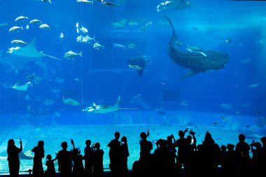 Okinawa, Japonya 'daki Okinawa Expo Park' taki Okinawa Churaumi Akvaryumu 'nun ana tankı Kuroshio Denizi' dir. Akvaryum açılırken en büyüğü oydu..