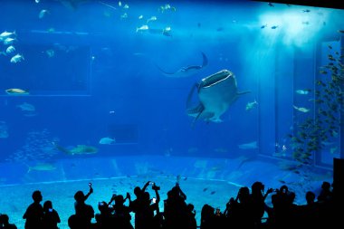 Okinawa, Japonya 'daki Okinawa Expo Park' taki Okinawa Churaumi Akvaryumu 'nun ana tankı Kuroshio Denizi' dir. Akvaryum açılırken en büyüğü oydu..