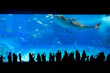 Okinawa, Japonya 'daki Okinawa Expo Park' taki Okinawa Churaumi Akvaryumu 'nun ana tankı Kuroshio Denizi' dir. Akvaryum açılırken en büyüğü oydu..