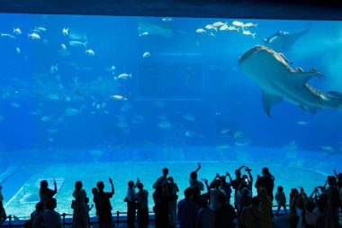 Okinawa, Japonya 'daki Okinawa Expo Park' taki Okinawa Churaumi Akvaryumu 'nun ana tankı Kuroshio Denizi' dir. Akvaryum açılırken en büyüğü oydu..