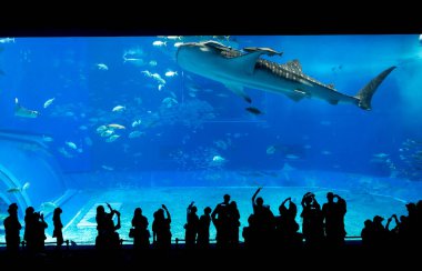 Okinawa, Japonya 'daki Okinawa Expo Park' taki Okinawa Churaumi Akvaryumu 'nun ana tankı Kuroshio Denizi' dir. Akvaryum açılırken en büyüğü oydu..