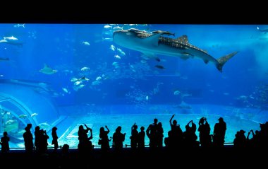 Okinawa, Japonya 'daki Okinawa Expo Park' taki Okinawa Churaumi Akvaryumu 'nun ana tankı Kuroshio Denizi' dir. Akvaryum açılırken en büyüğü oydu..