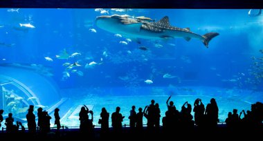 Okinawa, Japonya 'daki Okinawa Expo Park' taki Okinawa Churaumi Akvaryumu 'nun ana tankı Kuroshio Denizi' dir. Akvaryum açılırken en büyüğü oydu..