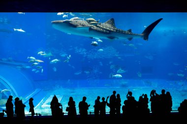 Okinawa, Japonya 'daki Okinawa Expo Park' taki Okinawa Churaumi Akvaryumu 'nun ana tankı Kuroshio Denizi' dir. Akvaryum açılırken en büyüğü oydu..