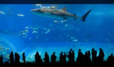 Okinawa, Japonya 'daki Okinawa Expo Park' taki Okinawa Churaumi Akvaryumu 'nun ana tankı Kuroshio Denizi' dir. Akvaryum açılırken en büyüğü oydu..