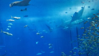 Okinawa, Japonya 'daki Okinawa Expo Park' taki Okinawa Churaumi Akvaryumu 'nun ana tankı Kuroshio Denizi' dir. Akvaryum açılırken en büyüğü oydu..