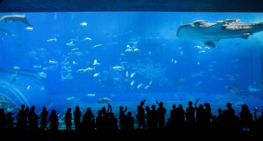 Okinawa, Japonya 'daki Okinawa Expo Park' taki Okinawa Churaumi Akvaryumu 'nun ana tankı Kuroshio Denizi' dir. Akvaryum açılırken en büyüğü oydu..