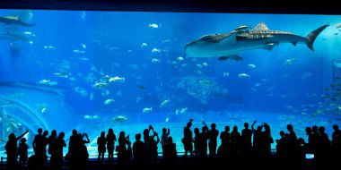 Okinawa, Japonya 'daki Okinawa Expo Park' taki Okinawa Churaumi Akvaryumu 'nun ana tankı Kuroshio Denizi' dir. Akvaryum açılırken en büyüğü oydu..