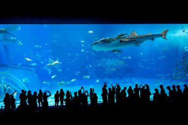 Okinawa, Japonya 'daki Okinawa Expo Park' taki Okinawa Churaumi Akvaryumu 'nun ana tankı Kuroshio Denizi' dir. Akvaryum açılırken en büyüğü oydu..