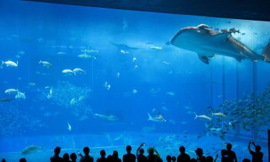 Okinawa, Japonya 'daki Okinawa Expo Park' taki Okinawa Churaumi Akvaryumu 'nun ana tankı Kuroshio Denizi' dir. Akvaryum açılırken en büyüğü oydu..