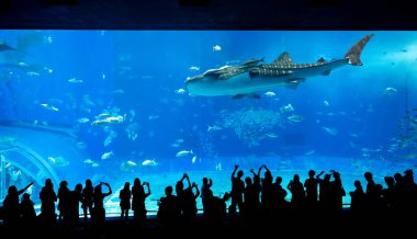 Okinawa, Japonya 'daki Okinawa Expo Park' taki Okinawa Churaumi Akvaryumu 'nun ana tankı Kuroshio Denizi' dir. Akvaryum açılırken en büyüğü oydu..