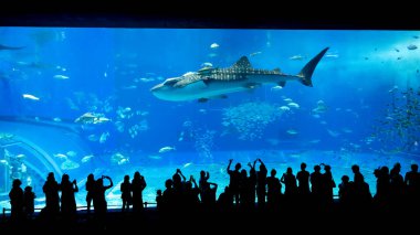 Okinawa, Japonya 'daki Okinawa Expo Park' taki Okinawa Churaumi Akvaryumu 'nun ana tankı Kuroshio Denizi' dir. Akvaryum açılırken en büyüğü oydu..