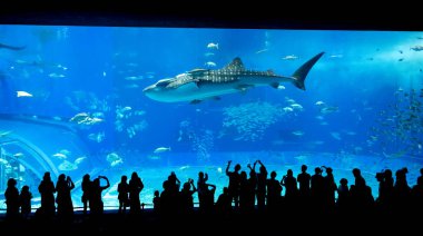 Okinawa, Japonya 'daki Okinawa Expo Park' taki Okinawa Churaumi Akvaryumu 'nun ana tankı Kuroshio Denizi' dir. Akvaryum açılırken en büyüğü oydu..