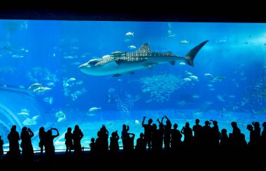 Okinawa, Japonya 'daki Okinawa Expo Park' taki Okinawa Churaumi Akvaryumu 'nun ana tankı Kuroshio Denizi' dir. Akvaryum açılırken en büyüğü oydu..