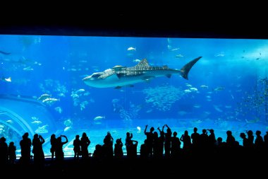 Okinawa, Japonya 'daki Okinawa Expo Park' taki Okinawa Churaumi Akvaryumu 'nun ana tankı Kuroshio Denizi' dir. Akvaryum açılırken en büyüğü oydu..