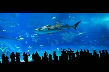 Okinawa, Japonya 'daki Okinawa Expo Park' taki Okinawa Churaumi Akvaryumu 'nun ana tankı Kuroshio Denizi' dir. Akvaryum açılırken en büyüğü oydu..