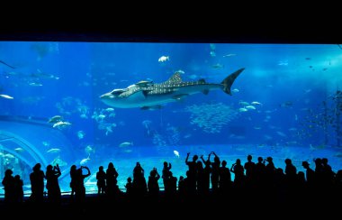 Okinawa, Japonya 'daki Okinawa Expo Park' taki Okinawa Churaumi Akvaryumu 'nun ana tankı Kuroshio Denizi' dir. Akvaryum açılırken en büyüğü oydu..