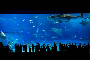 Okinawa, Japonya 'daki Okinawa Expo Park' taki Okinawa Churaumi Akvaryumu 'nun ana tankı Kuroshio Denizi' dir. Akvaryum açılırken en büyüğü oydu..