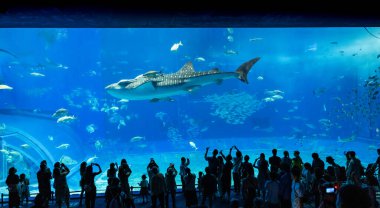 Okinawa, Japonya 'daki Okinawa Expo Park' taki Okinawa Churaumi Akvaryumu 'nun ana tankı Kuroshio Denizi' dir. Akvaryum açılırken en büyüğü oydu..